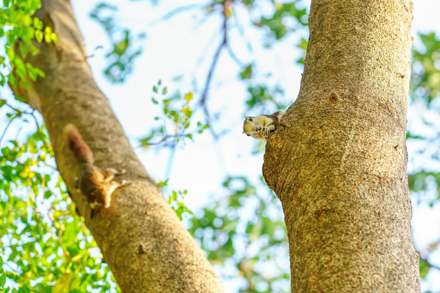 Squirrel eat nut on the tree photo