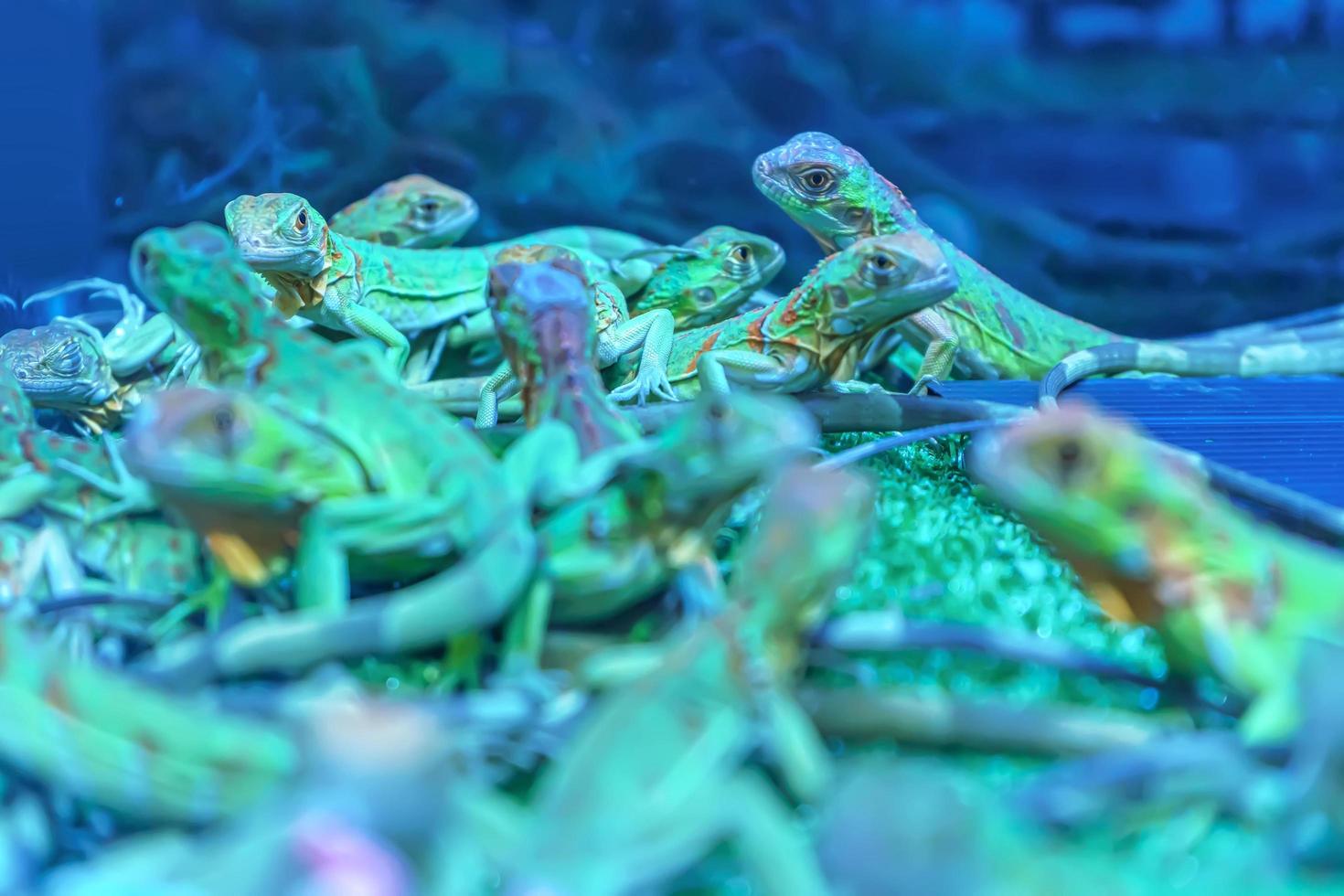 Many chameleons in a cage in a forest model. photo