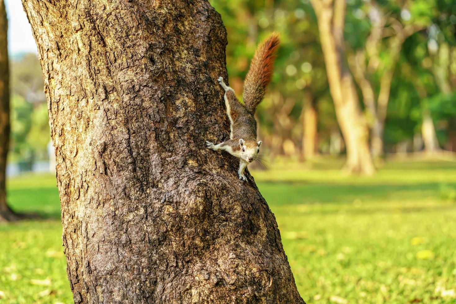 Little squirrel in the forest photo