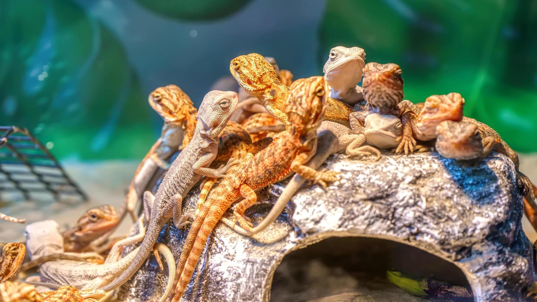 Bearded dragon lizard photo