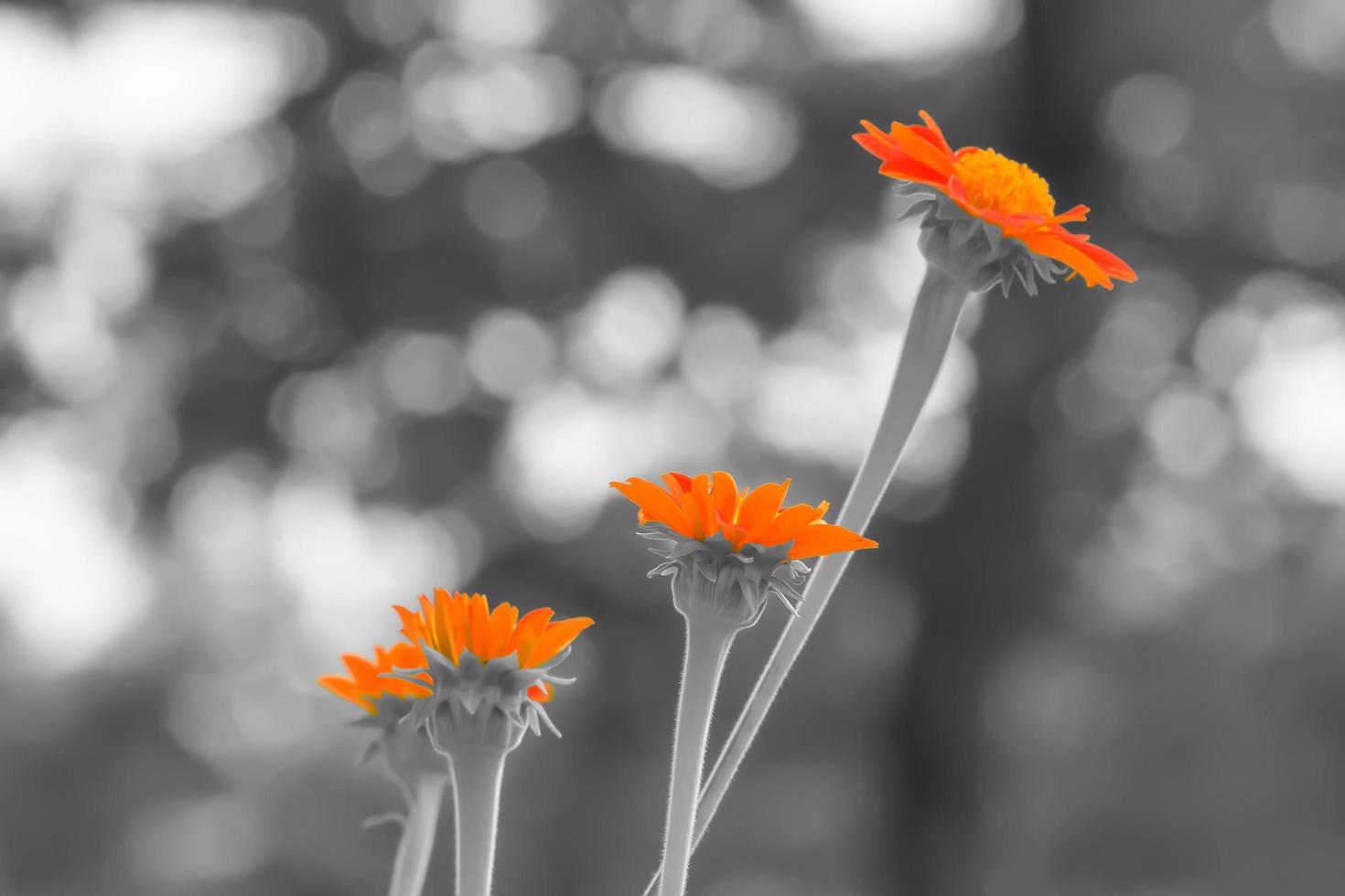 Mexican sunflower in black and white background photo