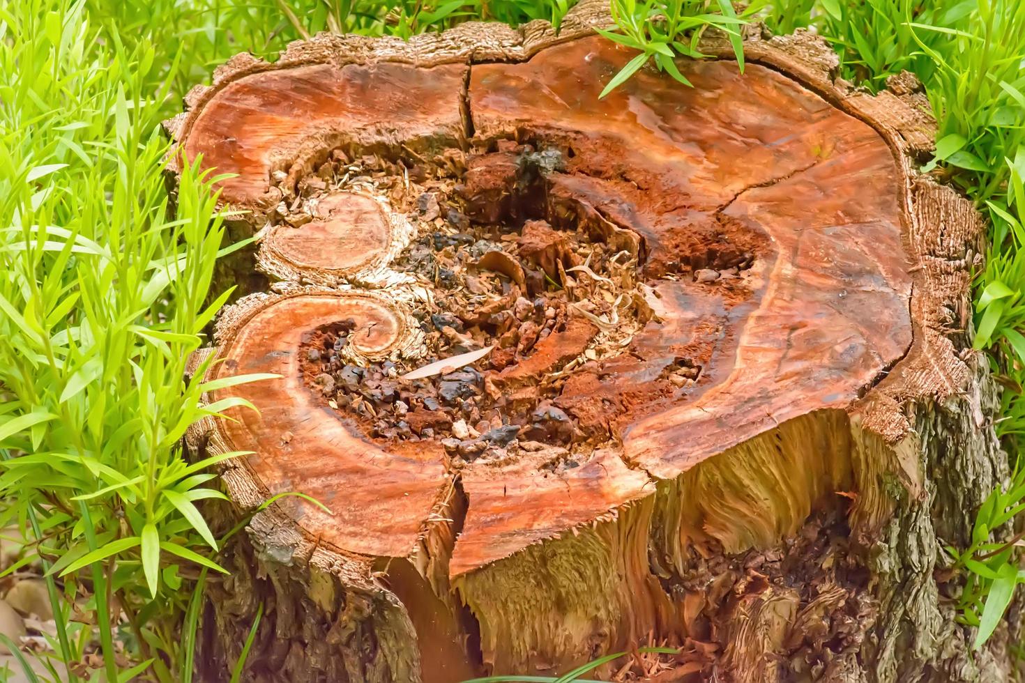 Stump in garden photo