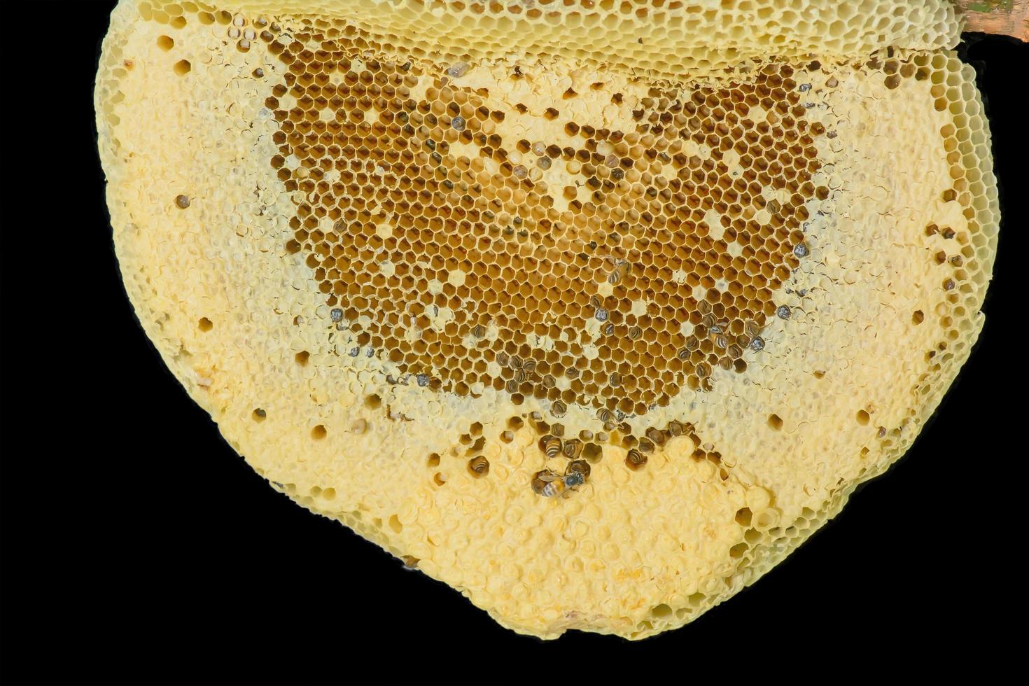 Nest of apis florea photo