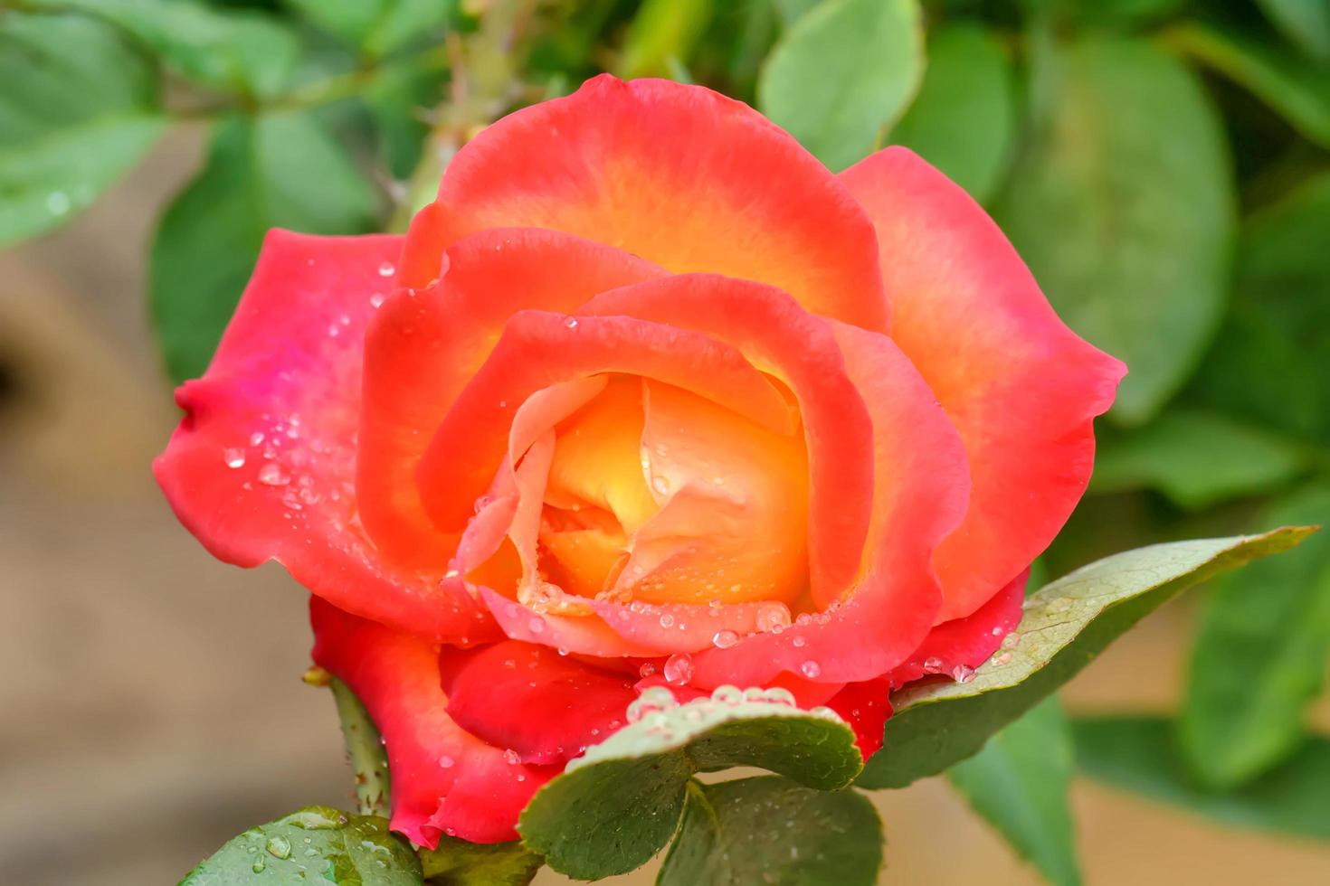 Roses on Valentine's Day photo