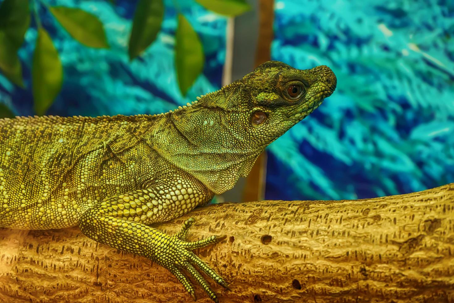 lagarto aleta de vela en el árbol foto