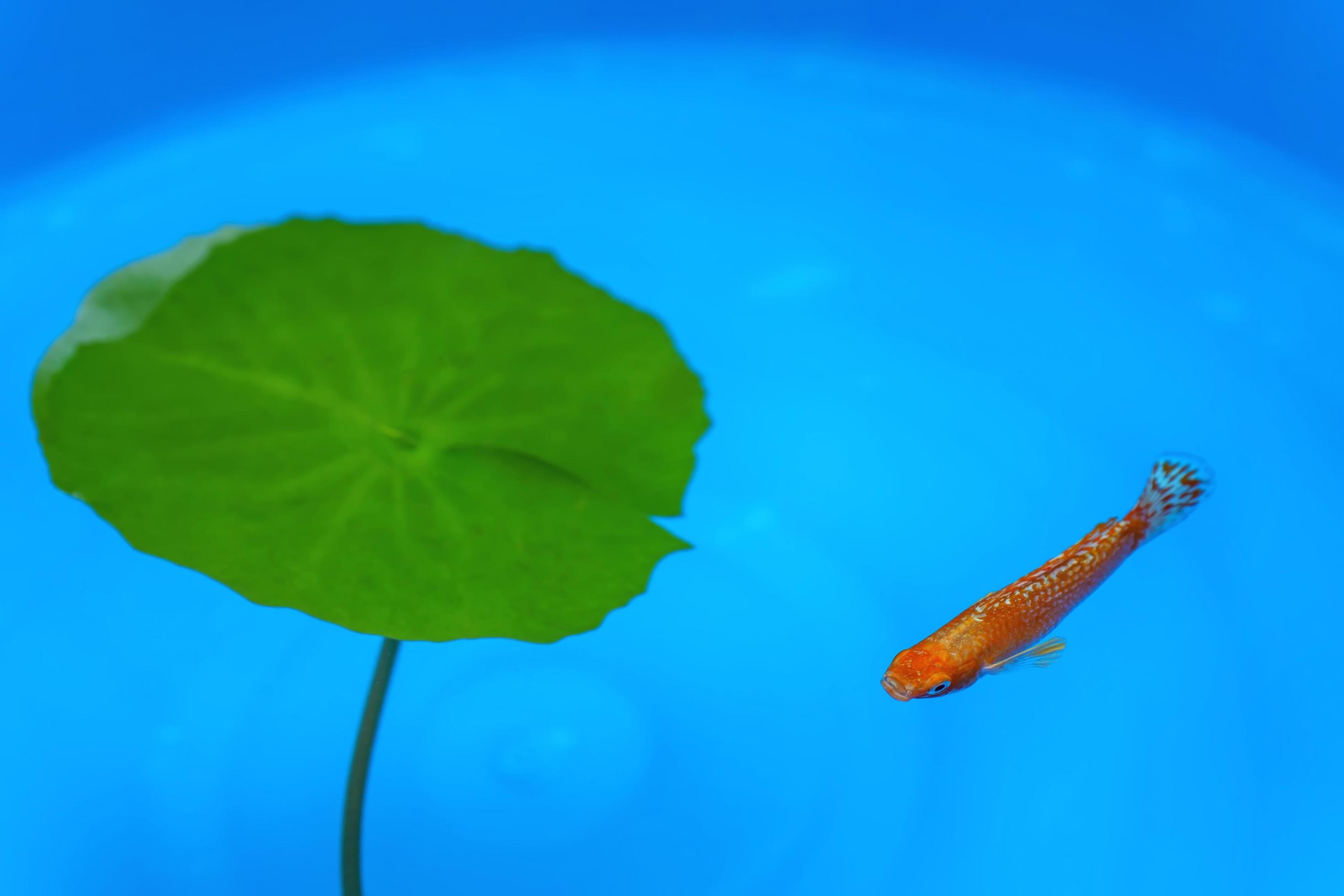 Fish In The Pond 7988761 Stock Photo At Vecteezy fish-in-the-pond-7988761-stock-photo-at-vecteezy