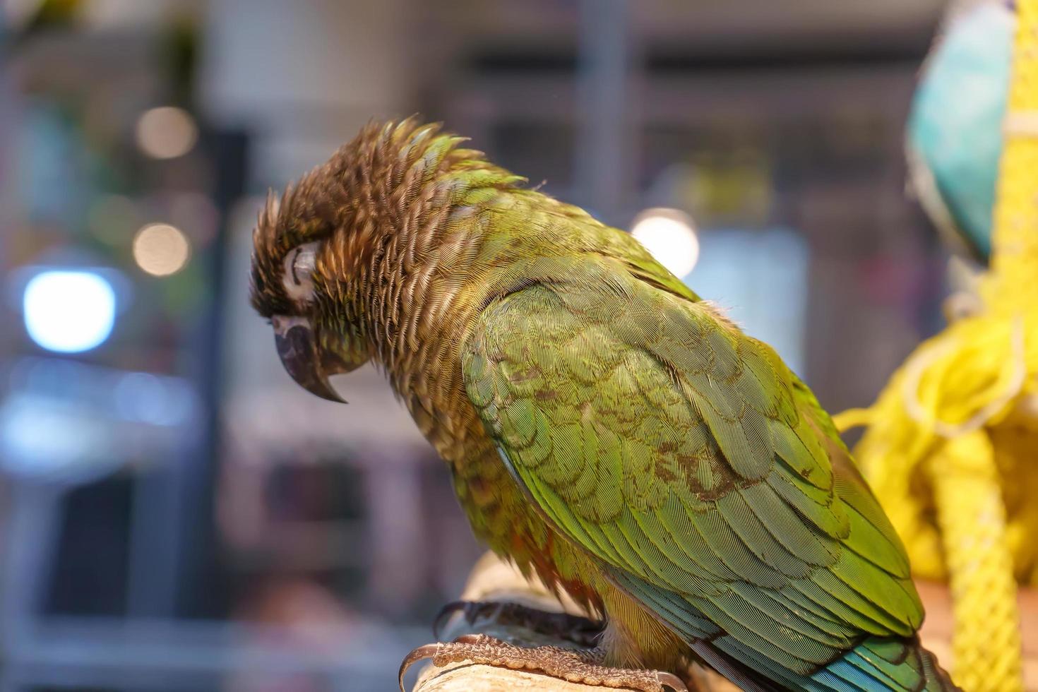 Parrots standing sleep on the timber. photo