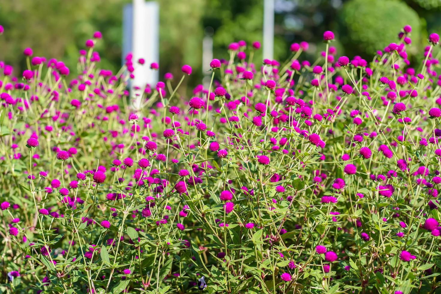 Globe Amaranth or Gomphrena globosa in the garden. photo