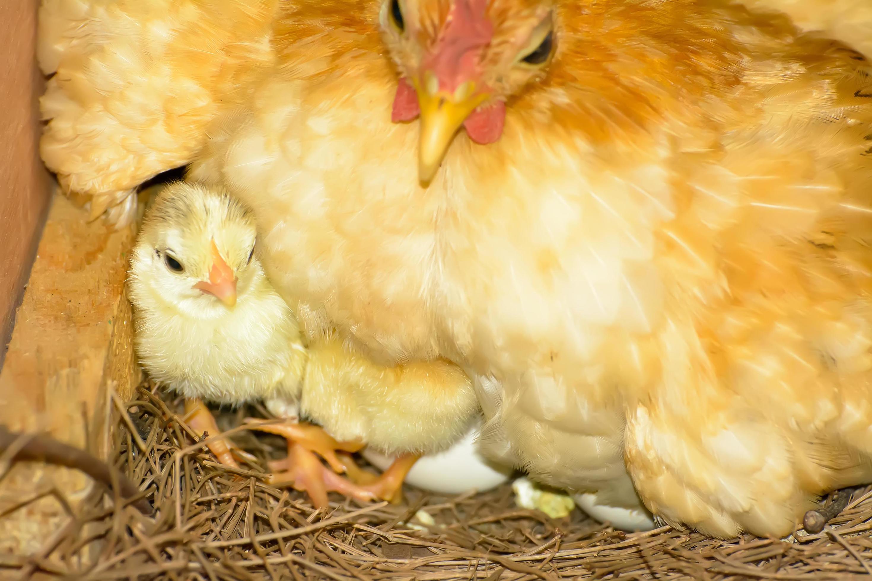 Hens hatching eggs 7988904 Stock Photo at Vecteezy