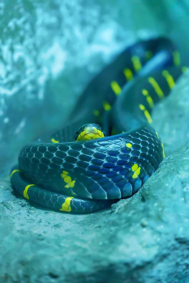 Mangrove snake curve on the big rock. photo