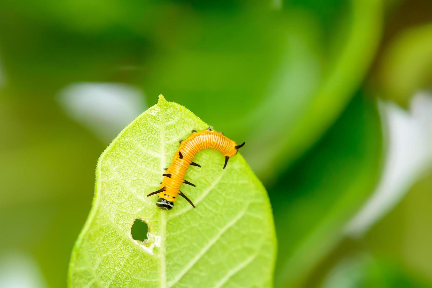 Yellow caterpillar on a leaf photo