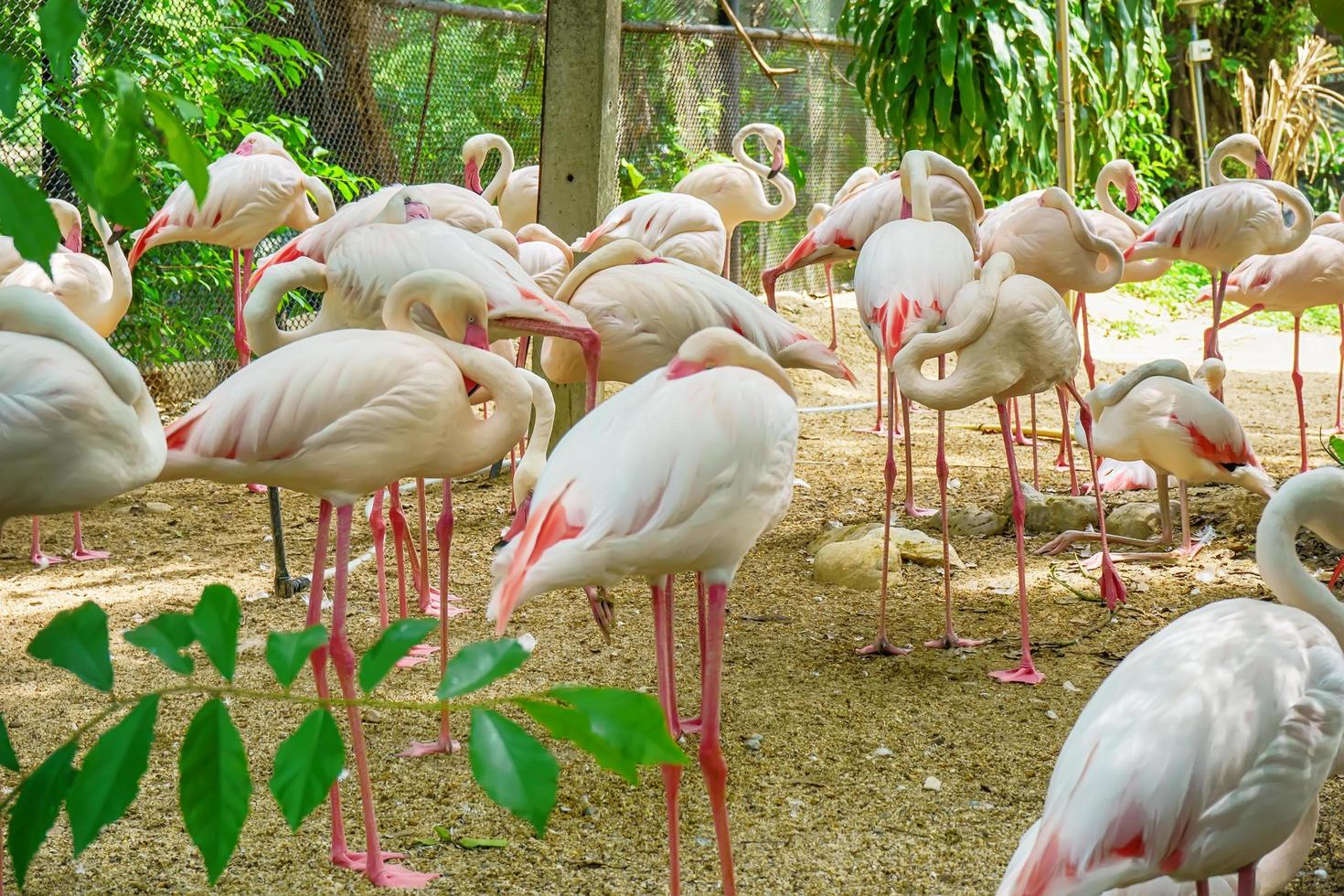 Meny greater flamingo photo