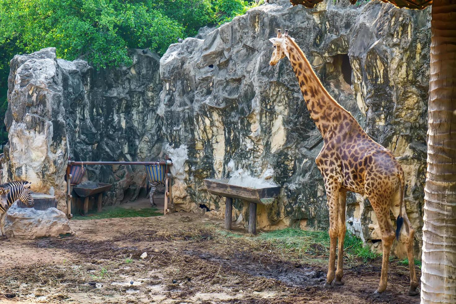 The giraffe in a forest model. photo