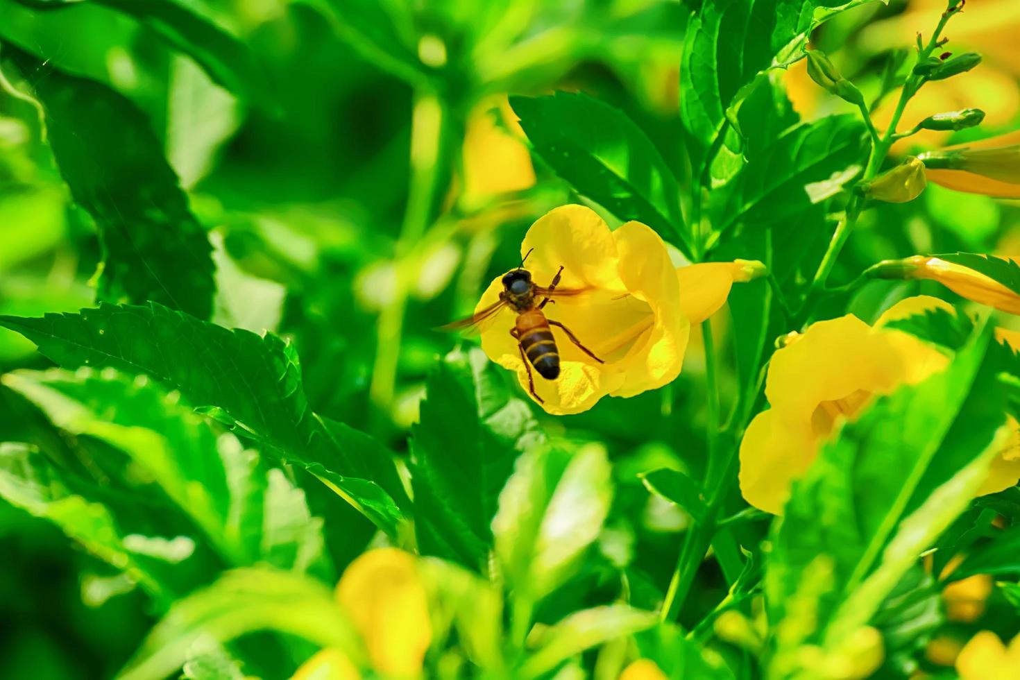 Bees on cascabela thevetia photo