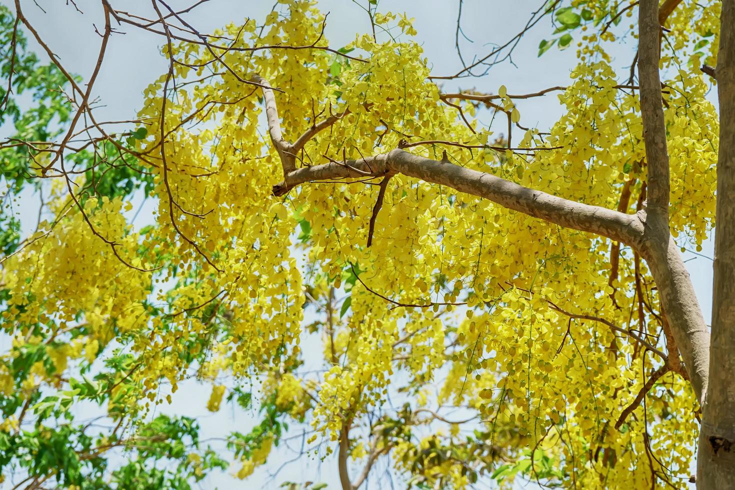 Golden shower tree photo