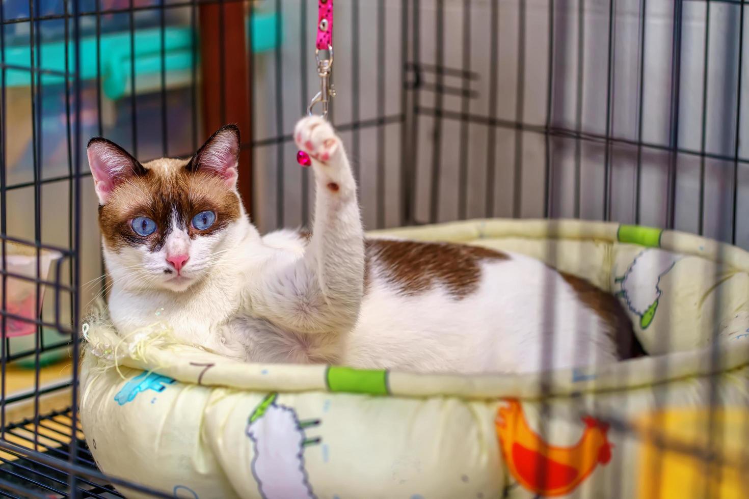 Cat sleeping on a mattress photo