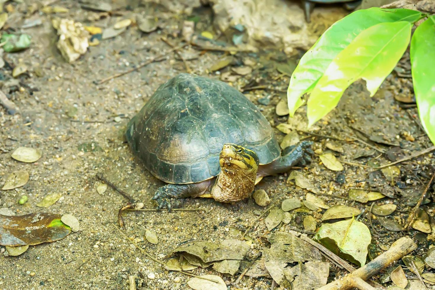 Chinese stripe-necked turtle photo