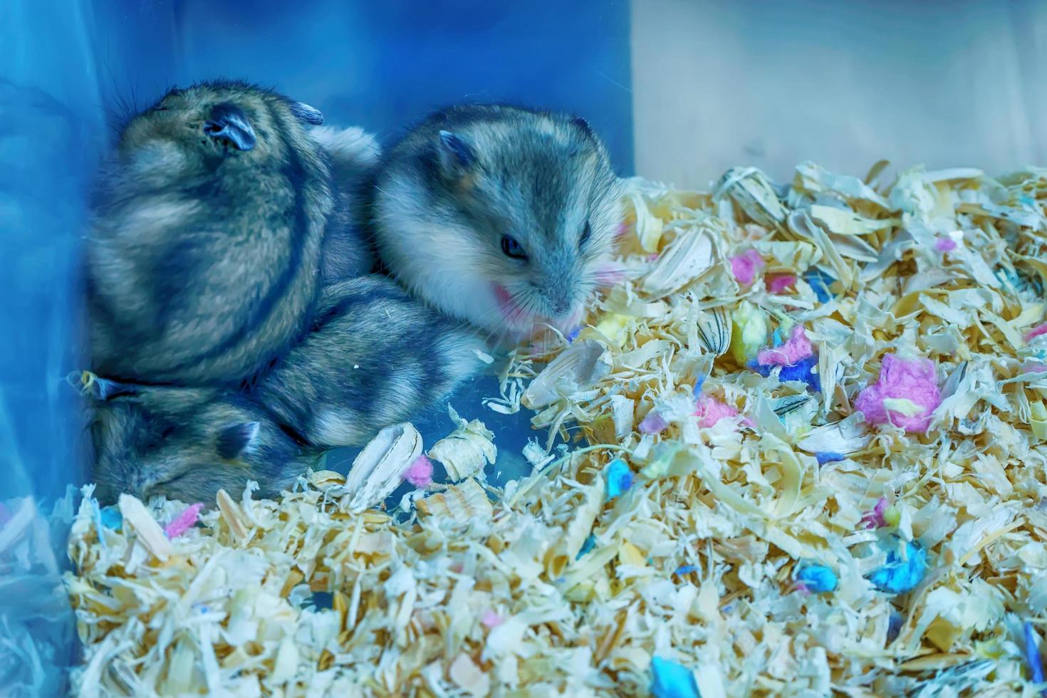 Fat-tailed gerbil or Pachyuromys duprasi photo