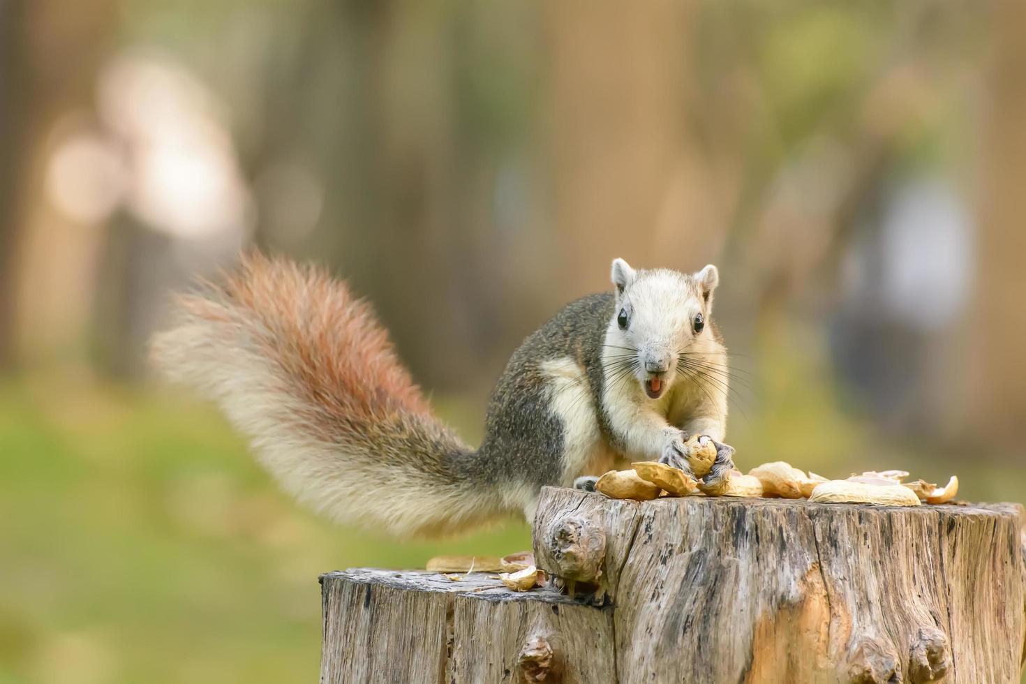 Squirrel eat nut on the stump photo