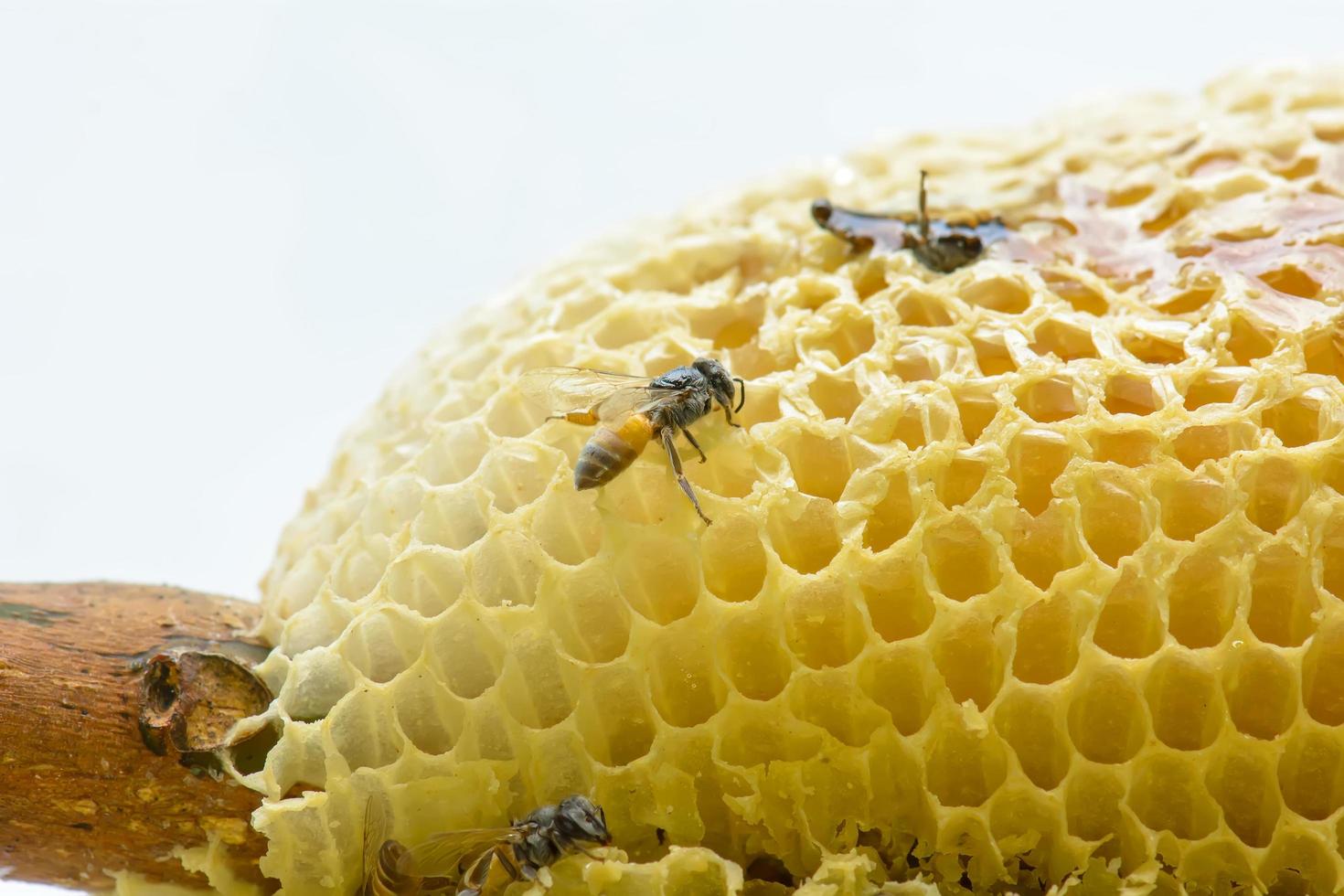 Nest of apis florea photo