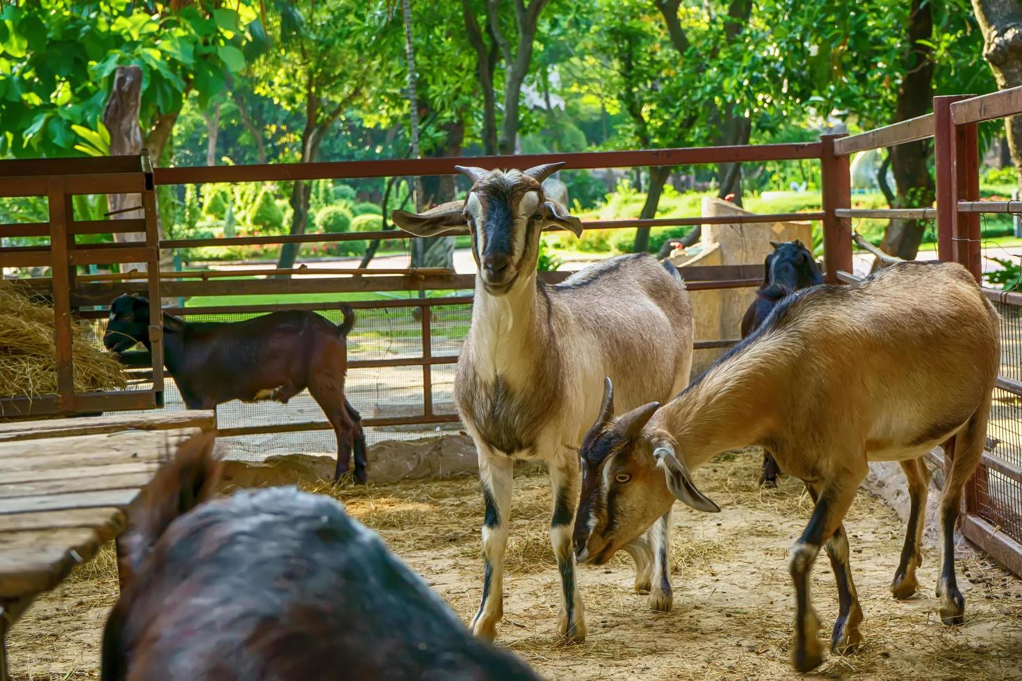 The many goat in the stable. photo