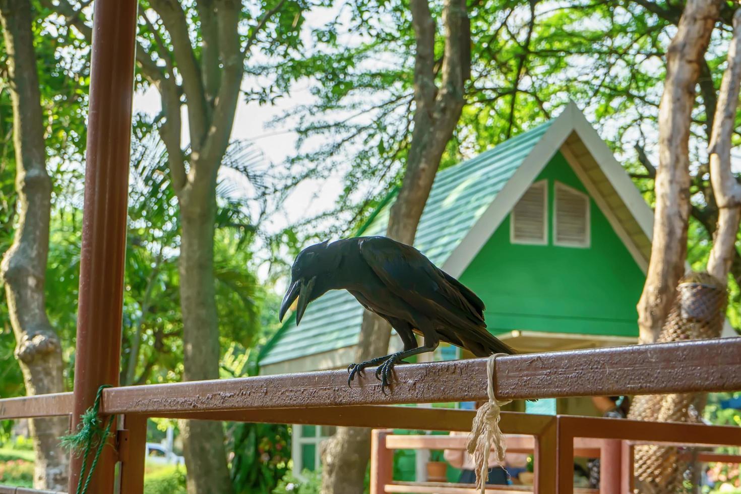 Crow on the steel beams photo