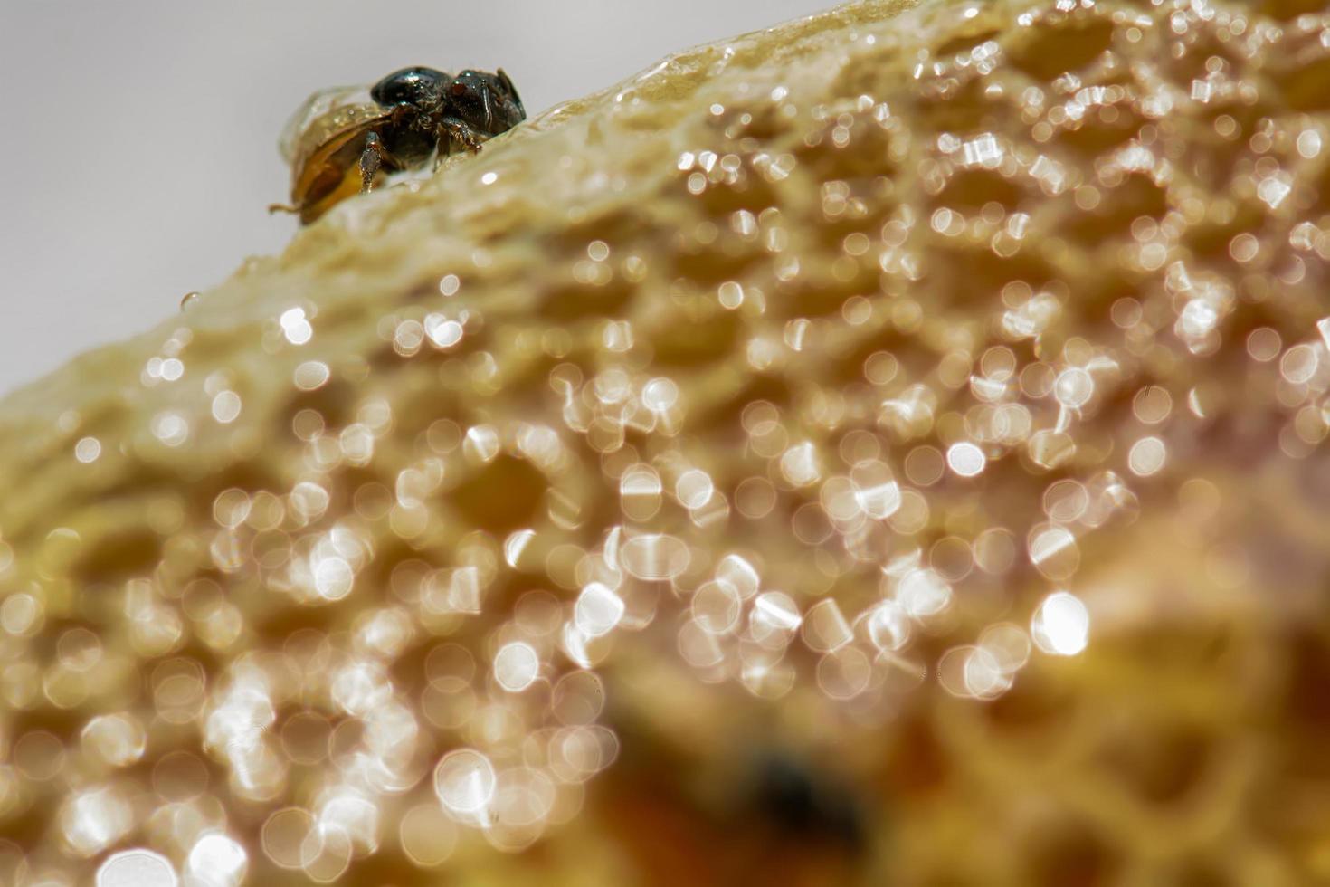 Nest of apis florea photo