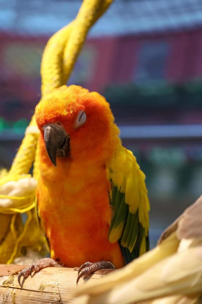 Parrots standing sleep on the timber. photo