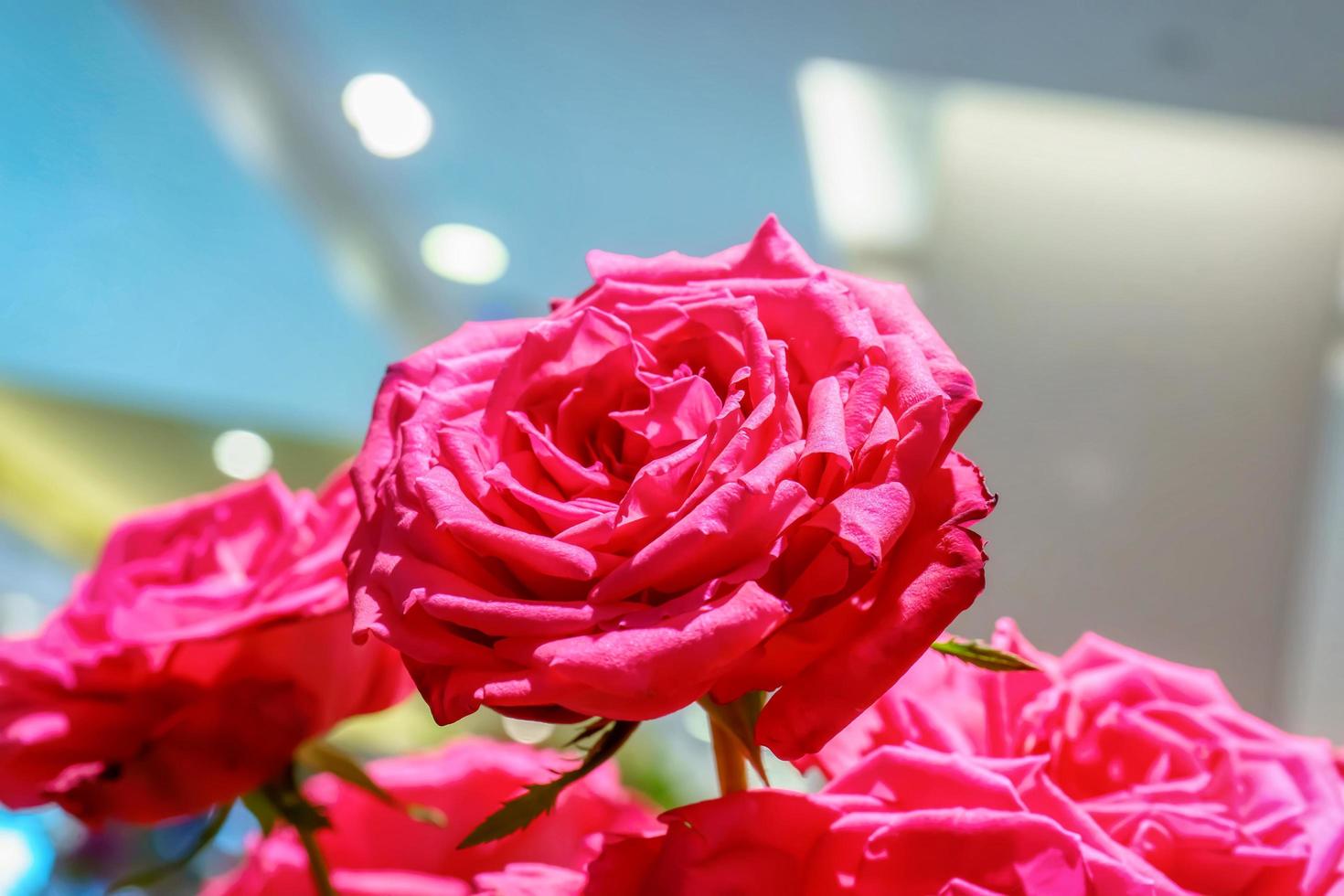 Rose in many colors and beautiful in garden. photo