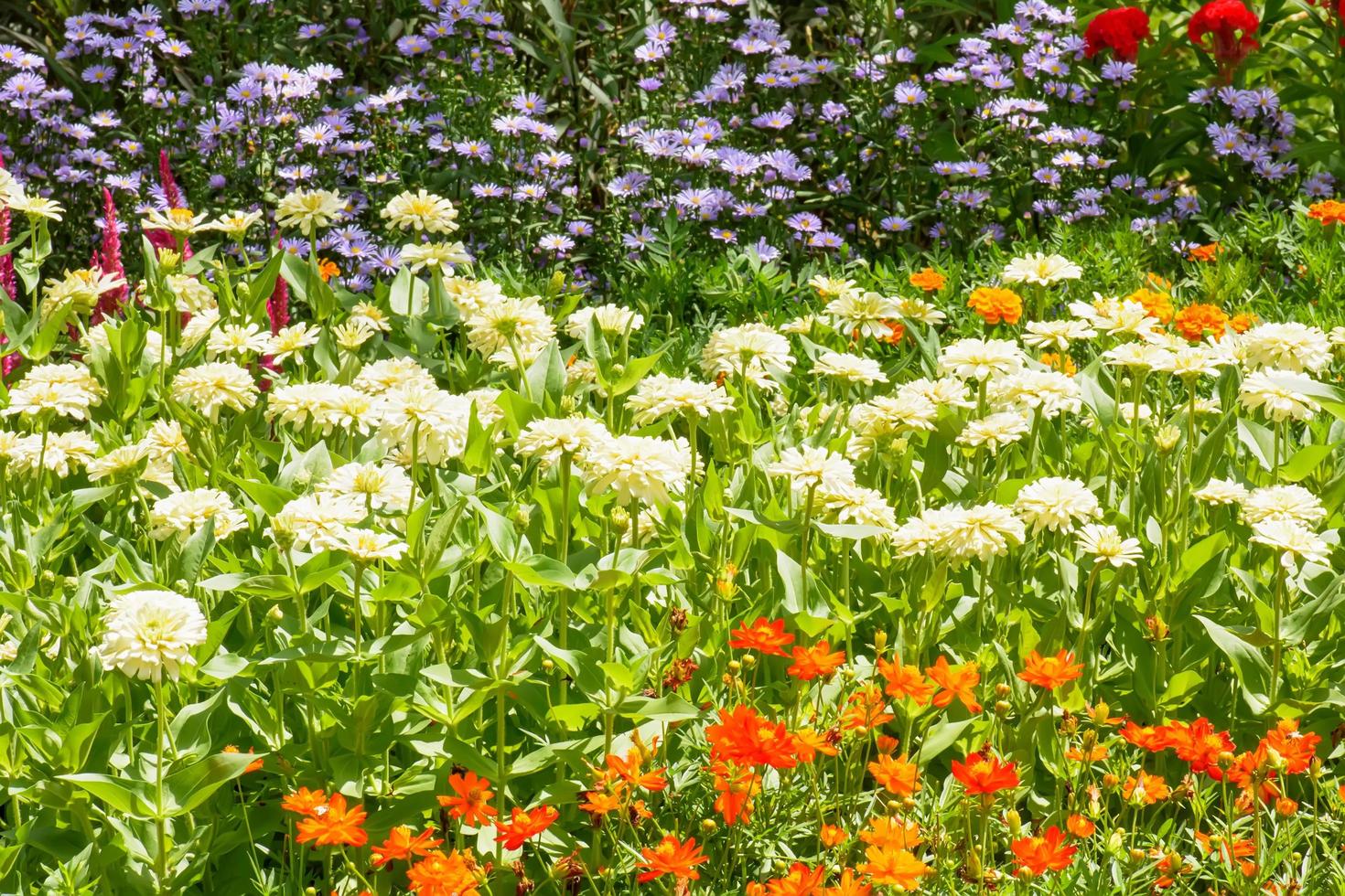 las flores son hermosas y refrescantes foto