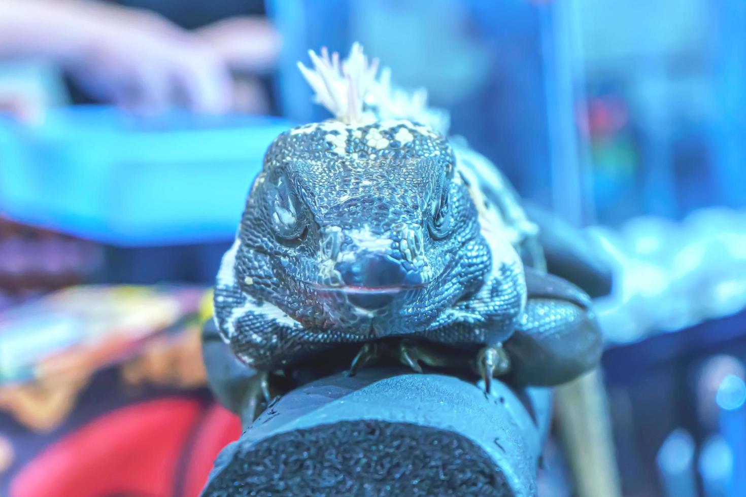Iguana on the tree photo
