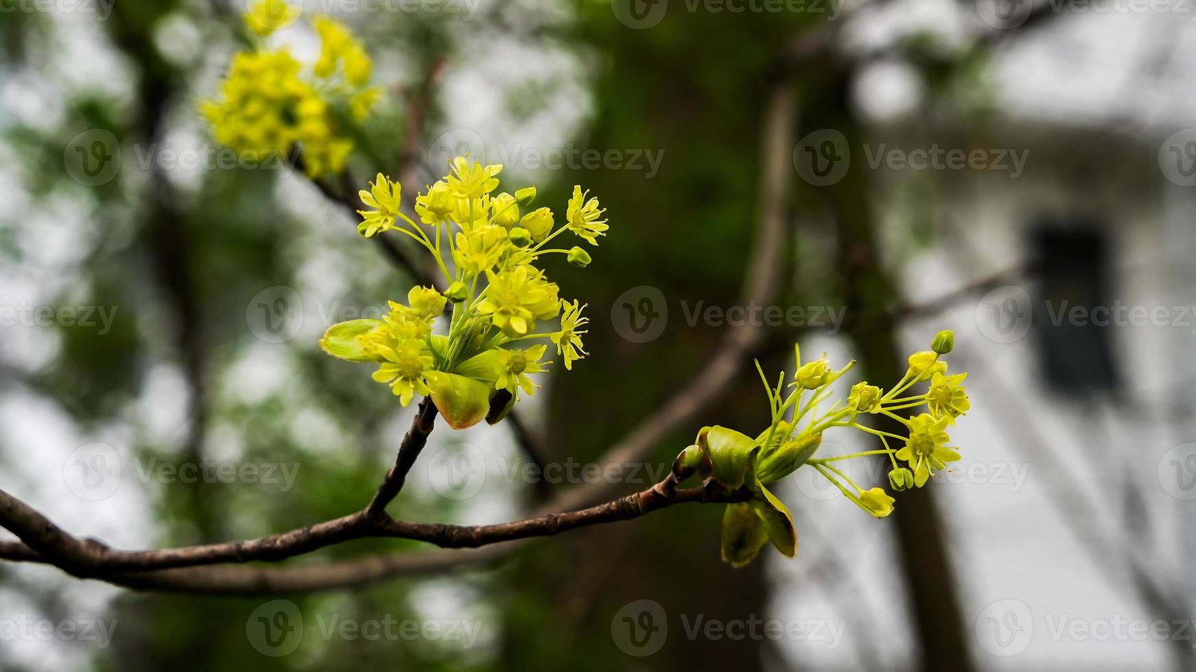 rama de árbol con flores florecientes en primavera foto