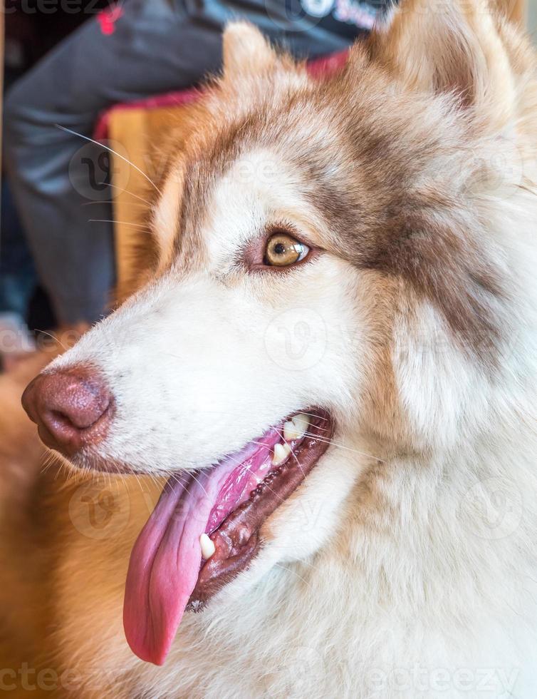 Cute adult husky dog lay on floor photo