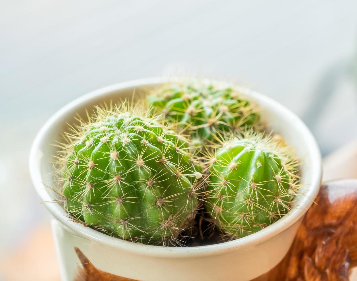 Small cactus in cup photo