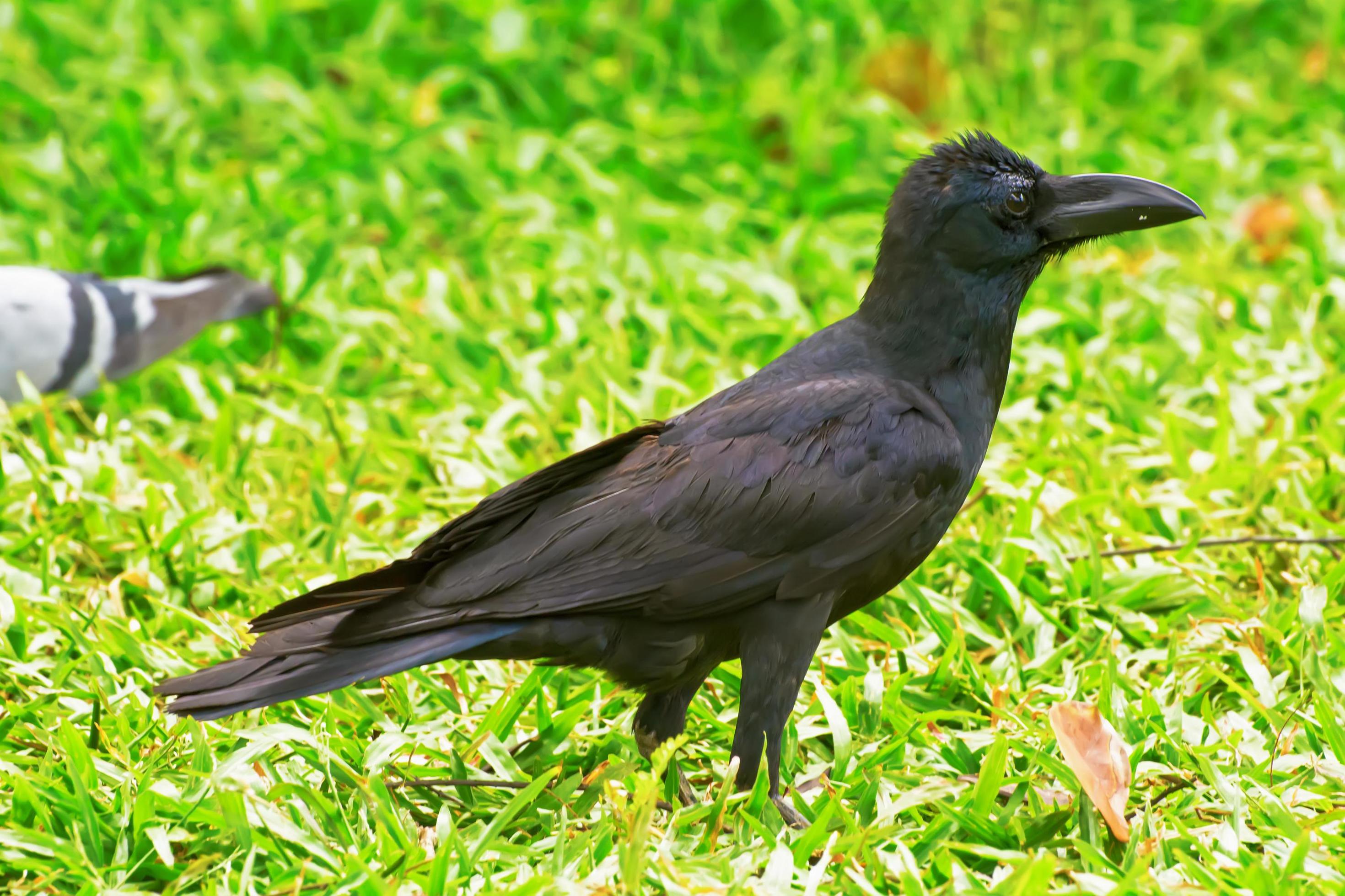 Crow on the lawn 7989386 Stock Photo at Vecteezy