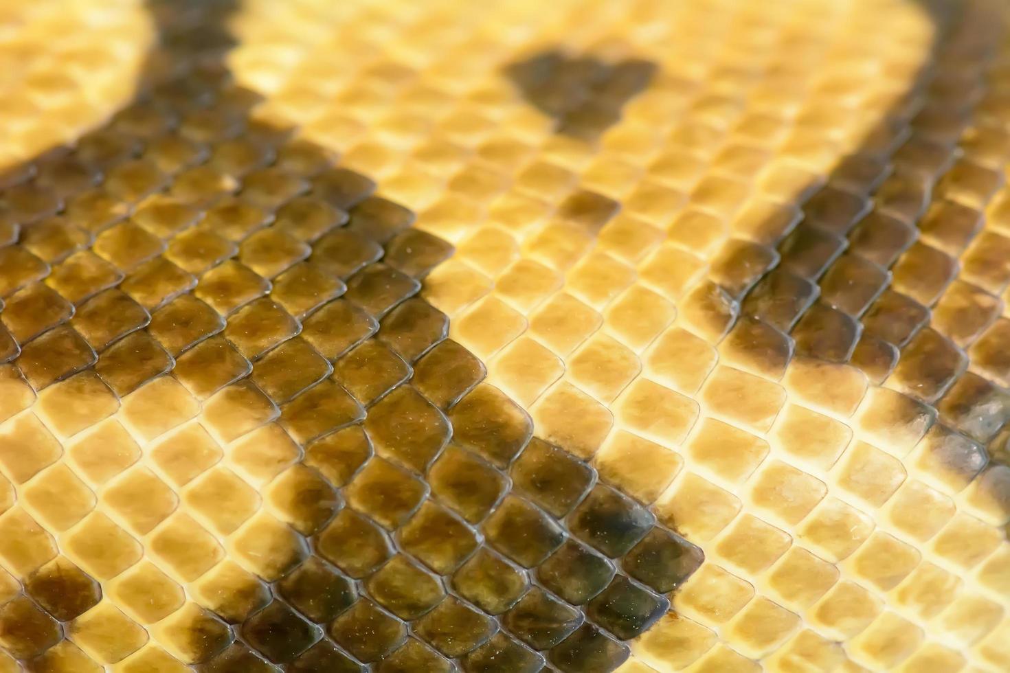 Albino burmese python fur texture photo