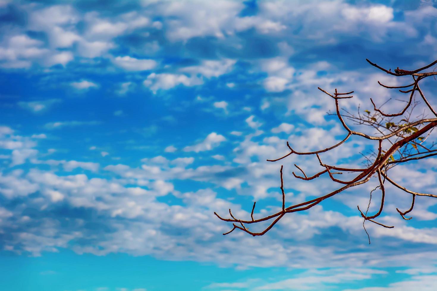 Branch on blue cloudy sky photo