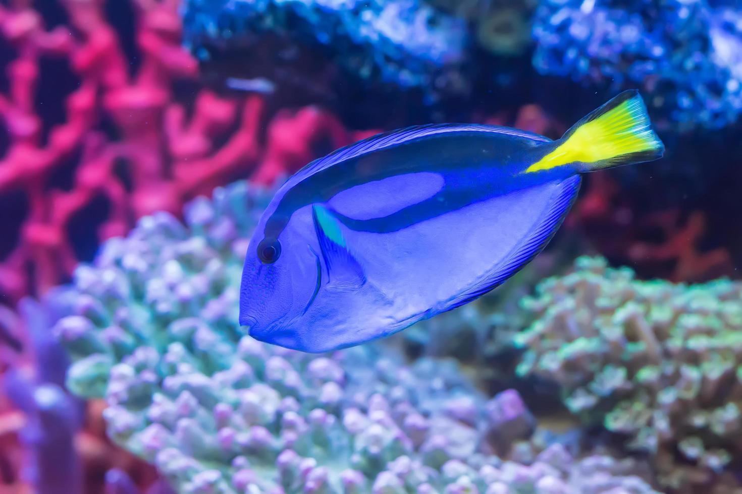 The marine fish are color of the sea. photo