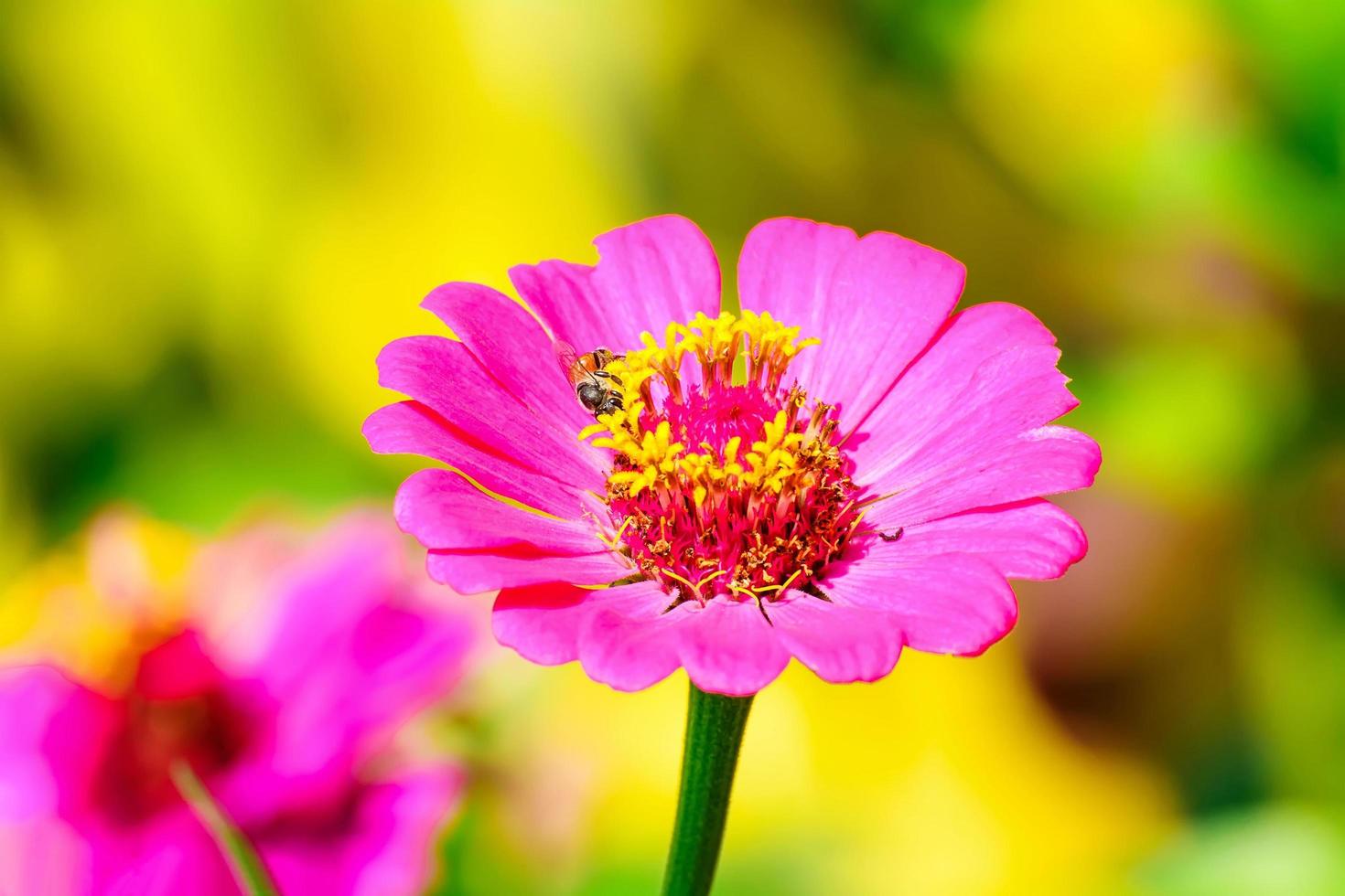 Bees on zinnia elegans photo