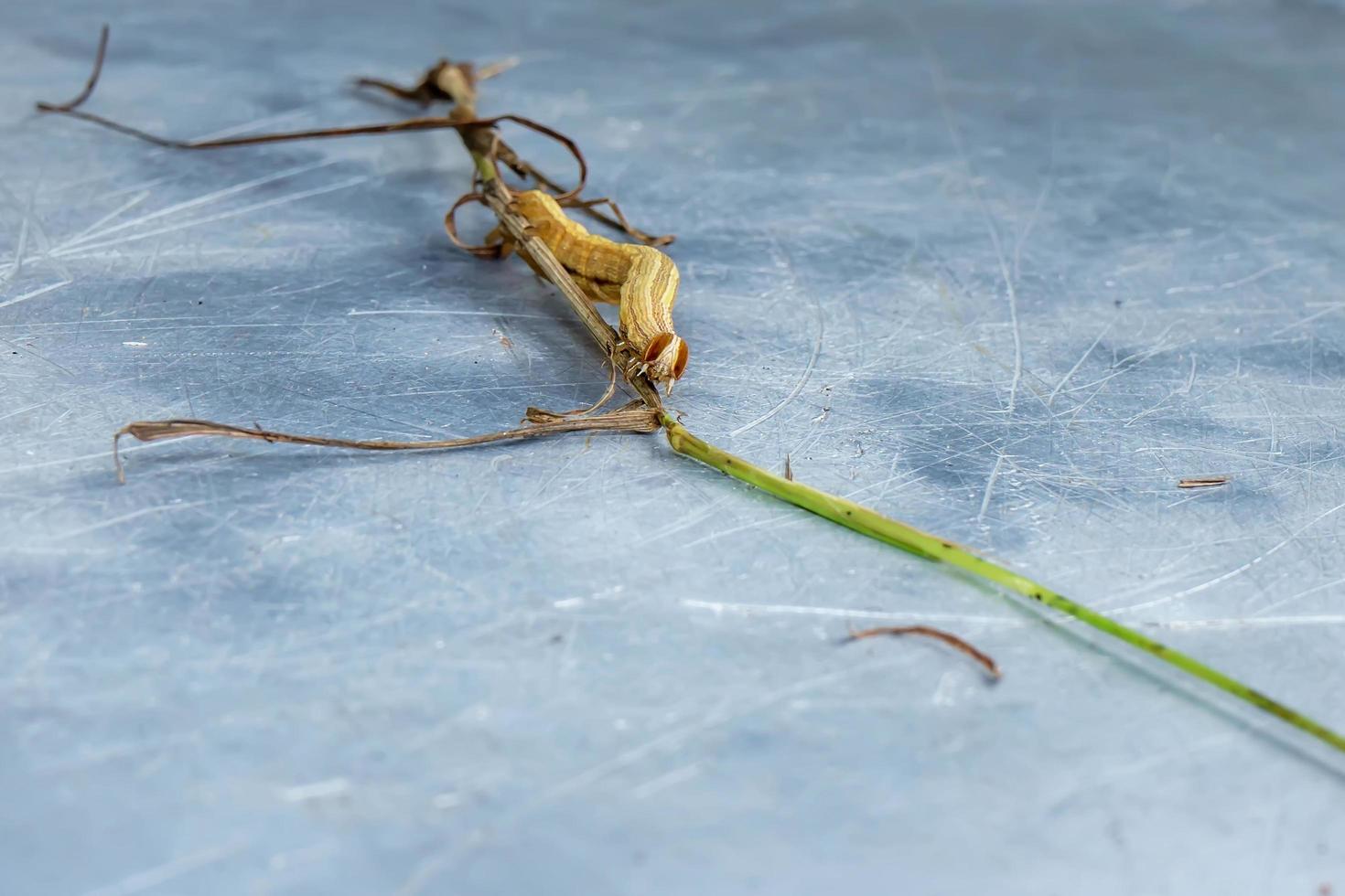 Caterpillar on grass photo