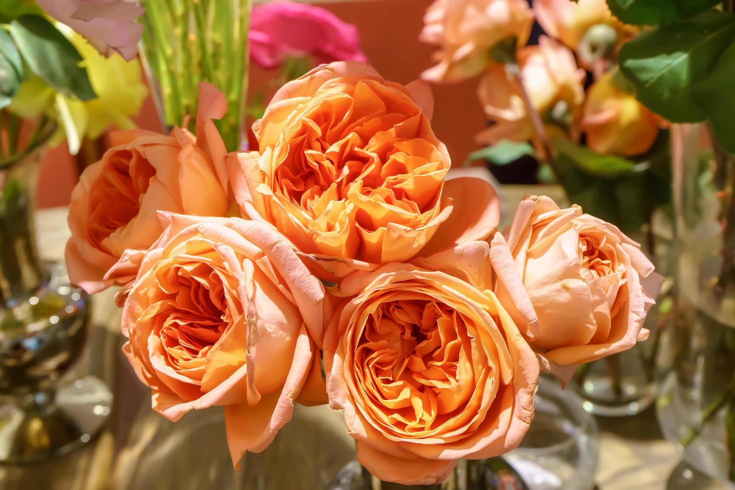 Rose in many colors and beautiful in garden. photo