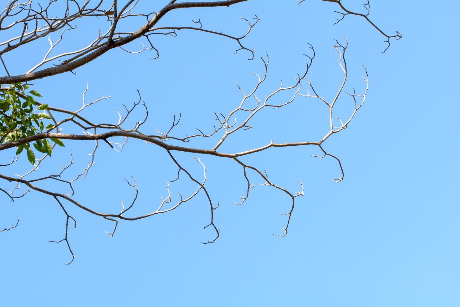 The tree branch in the sky background. photo