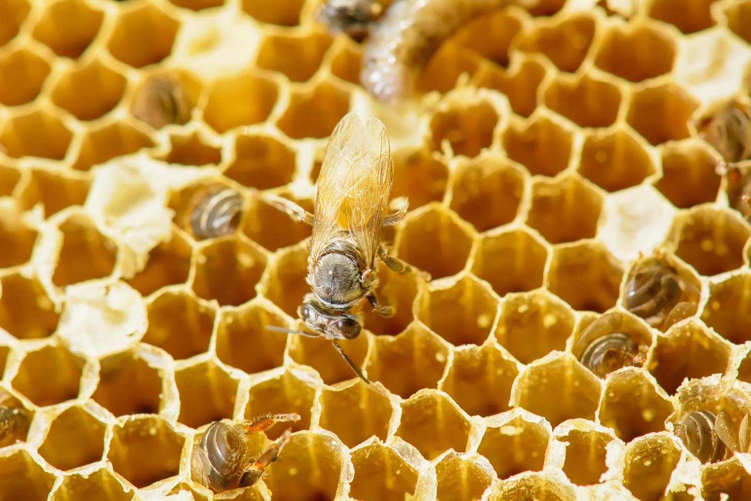 Nest of apis florea photo