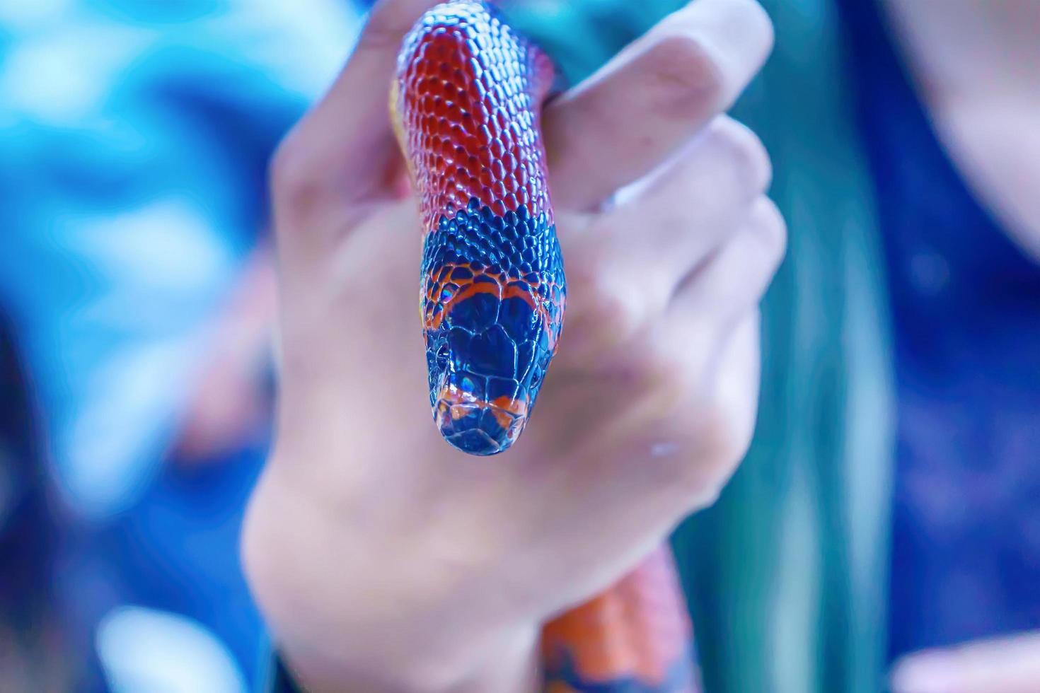 Snake is pet photo
