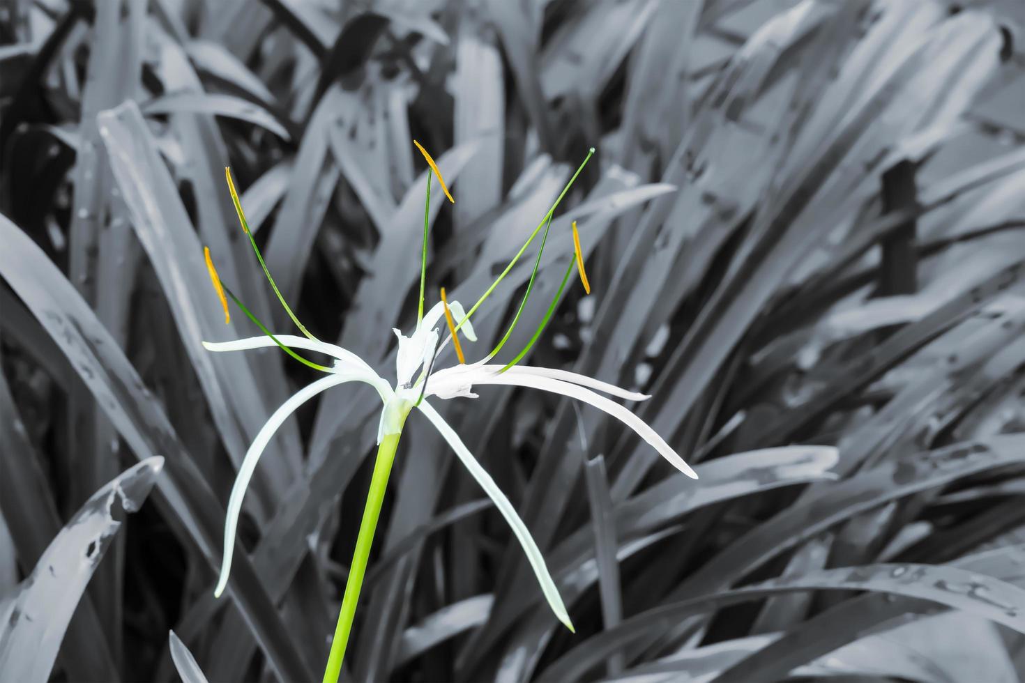 Crinum asiaticum or giant crinum lily on a nature black and white background. photo