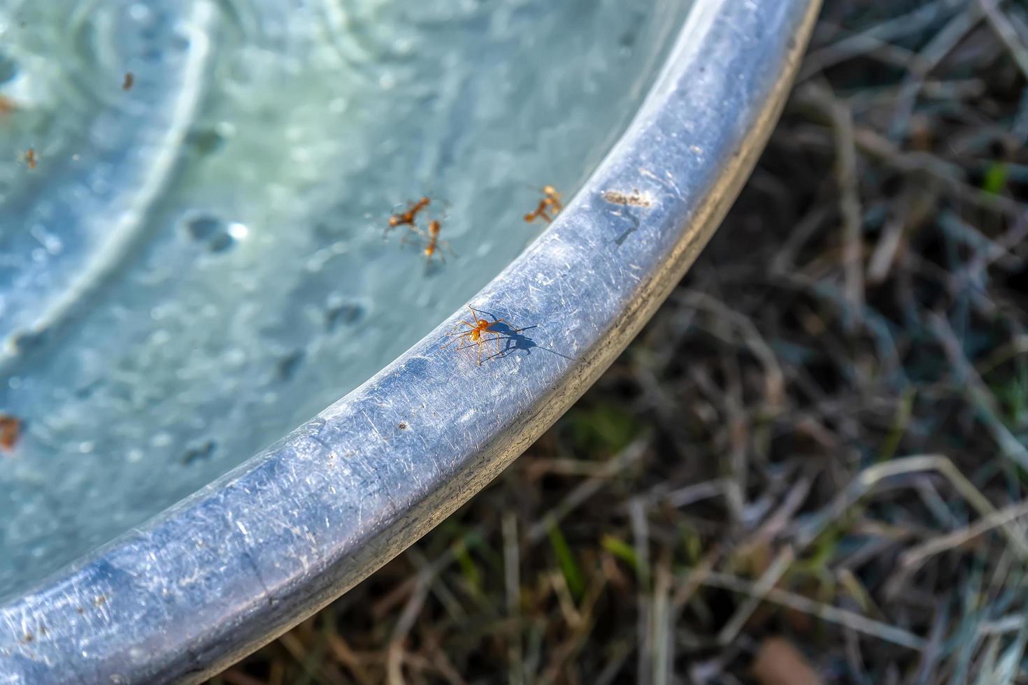 The ants walk on the edge of the tub photo