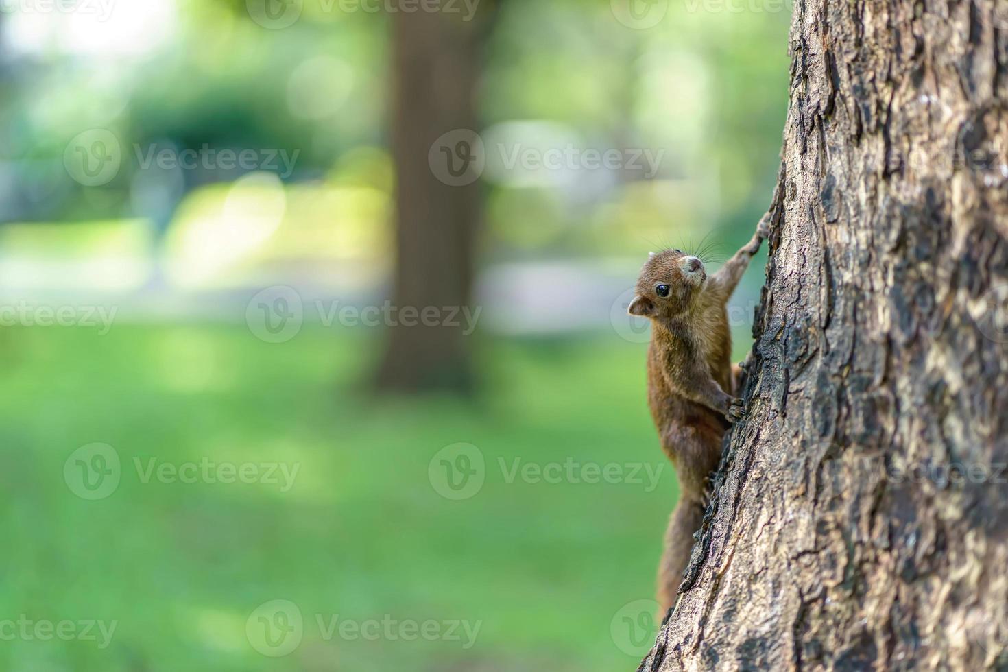 Little squirrel in the forest photo