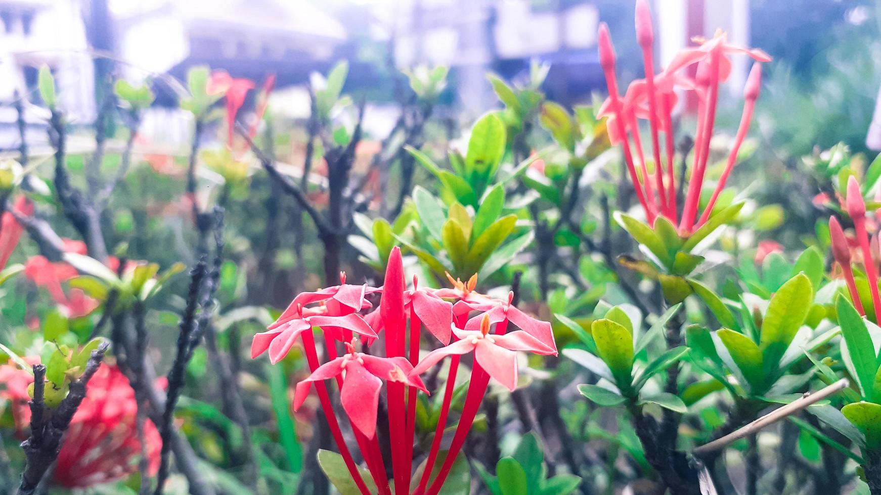 flores en el jardin foto