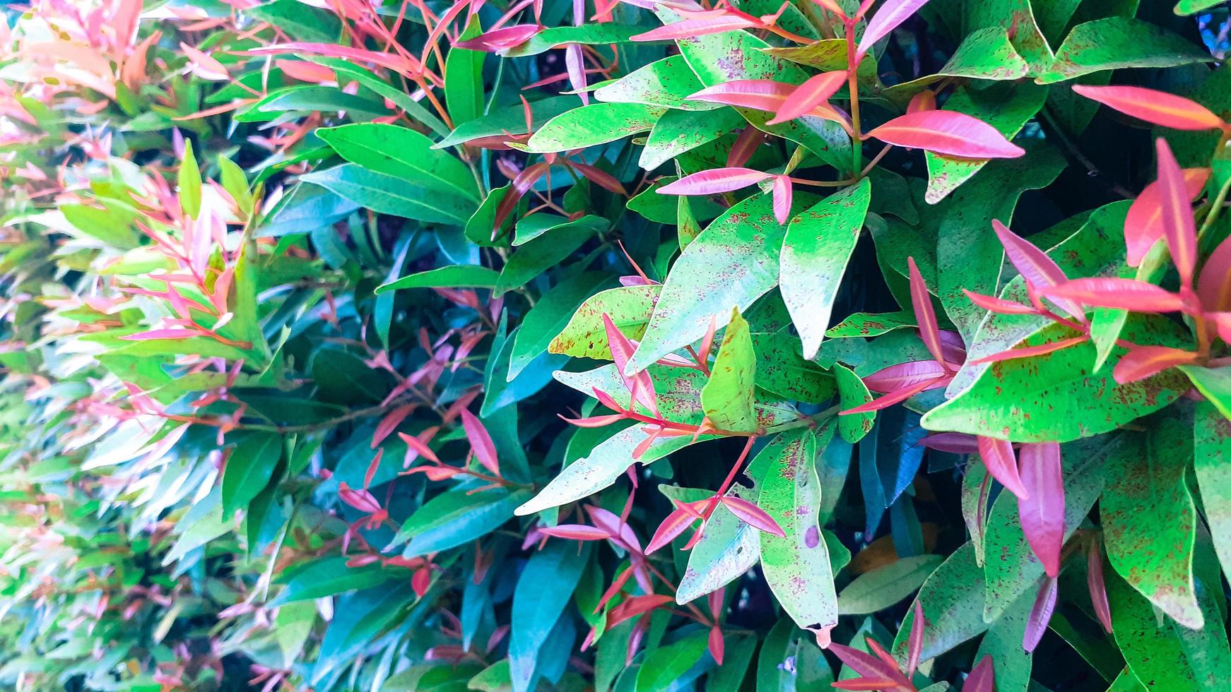 Plants with red leaflets photo