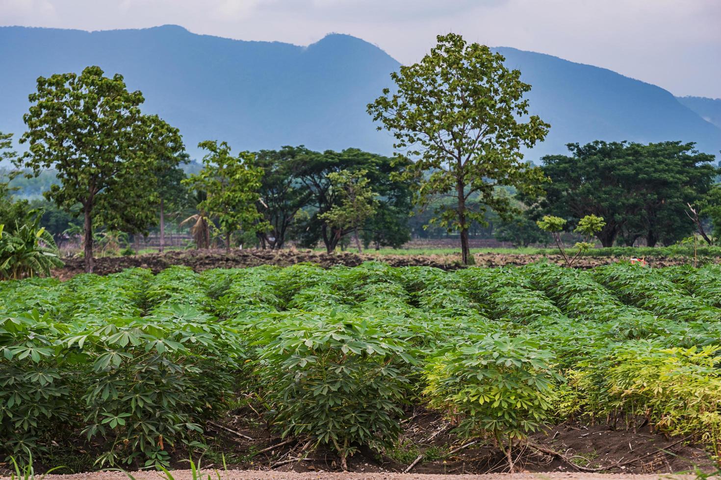 Cassava or Tapioca grow up. photo